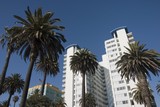 California palms