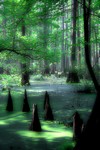 Court Decision Strengthens Wetlands Protection