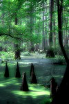 Cypress swamp