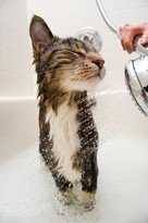 Cat in shower