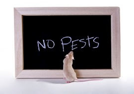 No pests