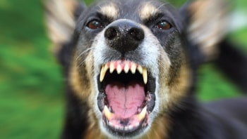 Dangerous Dogs:What Landlords Need to Know