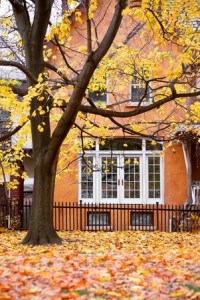 autumn home tree fall seasons