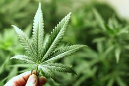Marijuana will be legal in Michigan, but landlords can still bar tenants from smoking it