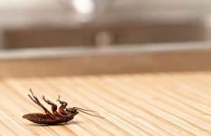 pest dead cockroach