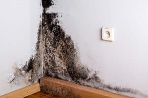 Preventing Mold Overgrowth: A Property Manager’s Guide