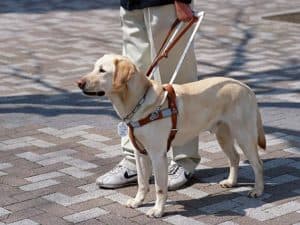 Assistance Animals Are Not...