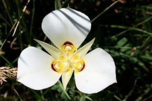 utah-state-flower