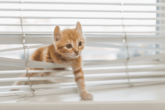 Window blinds cat shutterstock_264669185