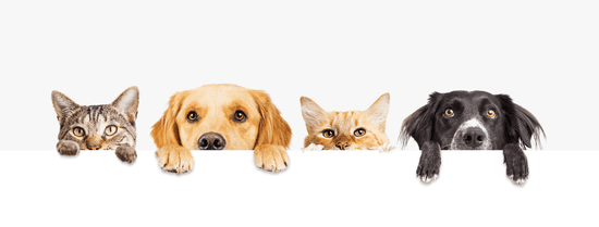 Pets are influencing Americans’ home choices