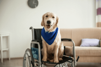 Dog on wheelchair Shutterstock_1007157523