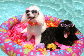 Dogs in swimming pool Shutterstock_970077