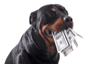 Dog with money in mouth Shutterstock_61711441