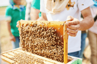 Bee Keeping Shutterstock_1757322146