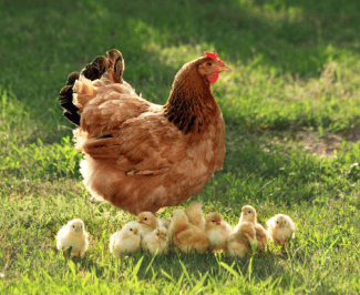 Chicken and chicks Shutterstock_1933742837