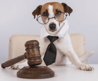 Jack Russell with gavel Shutterstock_2198709911