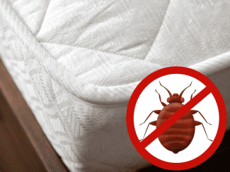 Bedbugs and mattress Shutterstock_2373694023