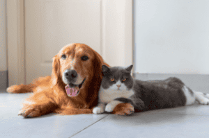 Dog and Cat Shutterstock_2168114525